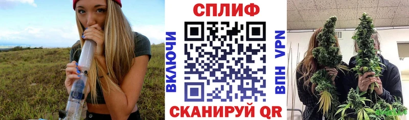 Канабис гибрид  Стародуб 